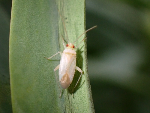 Canariocoris euphorbiae