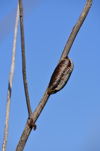 iNaturalist observation photo of Arizona Mantis
