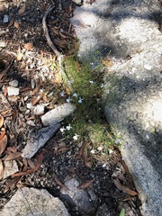 Lithotoma anethifolia