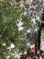Lithotoma anethifolia