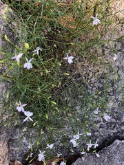Lithotoma anethifolia
