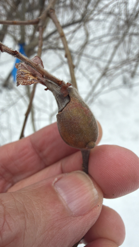 Unknown species found near Mendon, MA, US