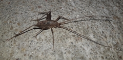 Rhaphidophoroidea