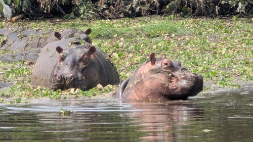 Saltwater Hippopotamus