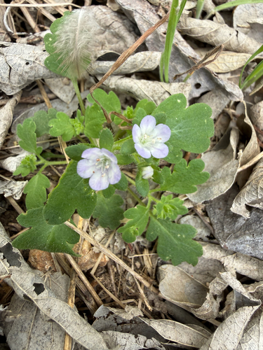 Phacelia laxa