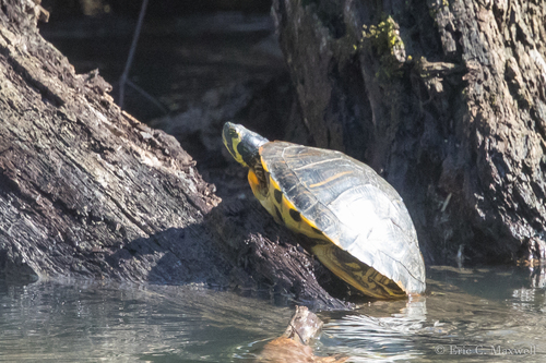 Trachemys scripta scripta