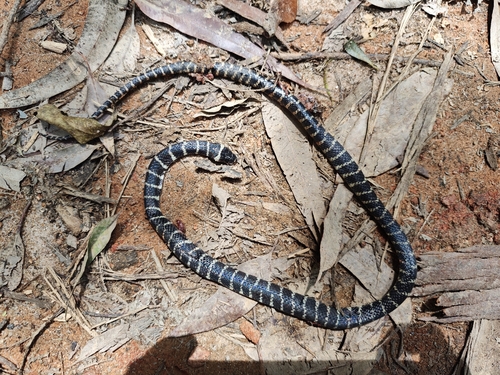 Duméril's False Coral Snake