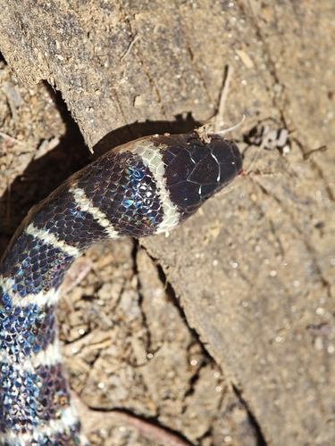 Duméril's False Coral Snake