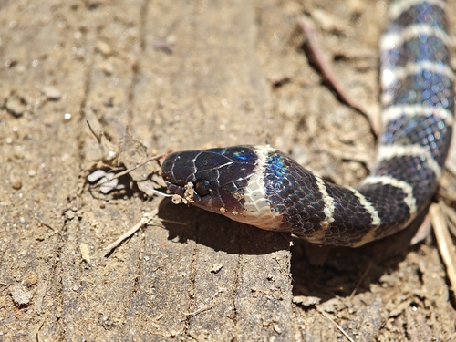 Duméril's False Coral Snake