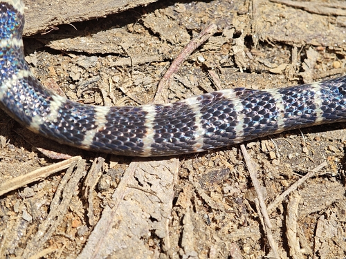 Duméril's False Coral Snake
