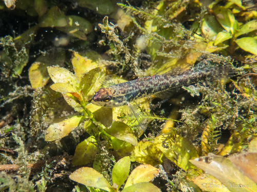 Etheostoma edwini