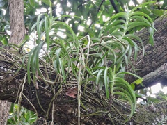 Vanda tessellata
