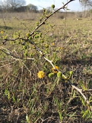 Vachellia schaffneri bravoensis