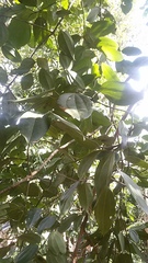 Cinnamomum verum