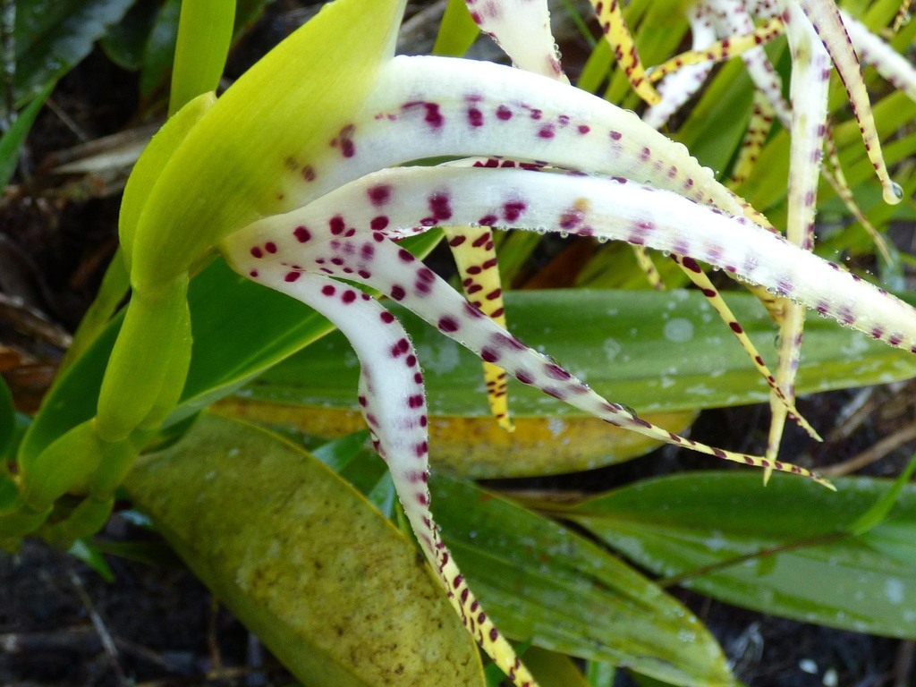 Maxillaria speciosa; photograph (c) Luis G Restrepo, some rights reserved (CC BY)