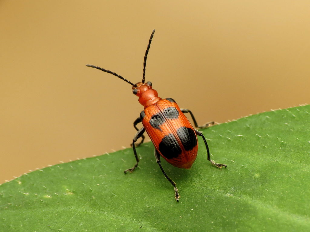 Six-spotted Neolema from Northwest Washington, Washington, DC, USA on ...