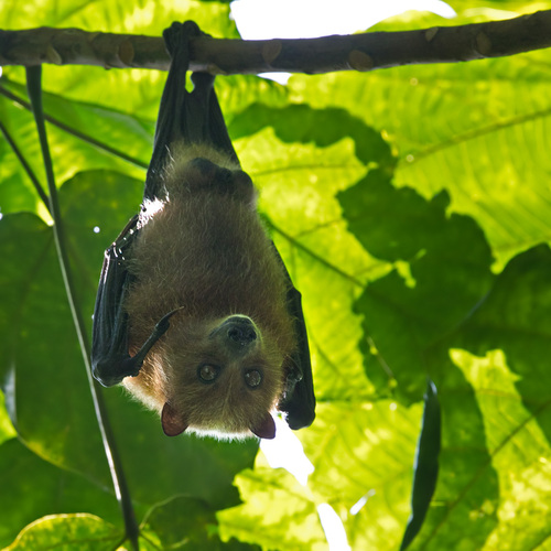 Pteropus anetianus observed 2018-10-12