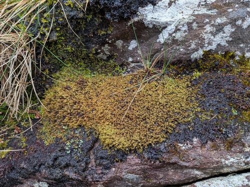 Killarney Featherwort (Plagiochila bifaria)