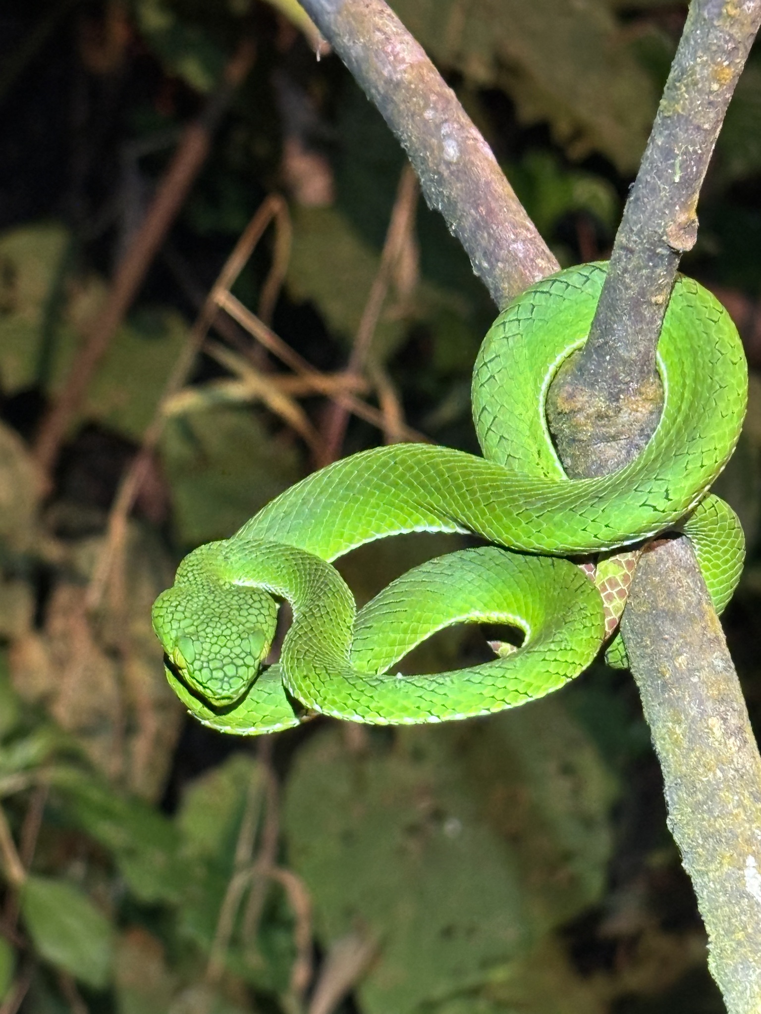 Gunalen's Pitviper photo 4
