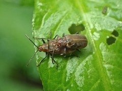 Galerucella placida