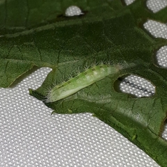 Hellinsia glaphyrotes