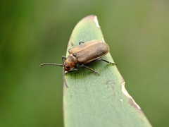 Galerucella placida