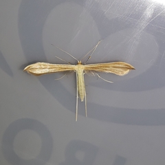 Hellinsia glaphyrotes