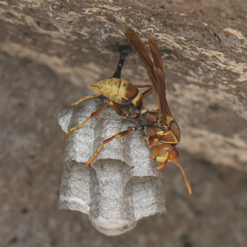 Palm Paper Wasp