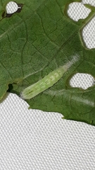 Hellinsia glaphyrotes