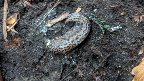 Limax maximus