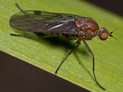 Brachystomatidae