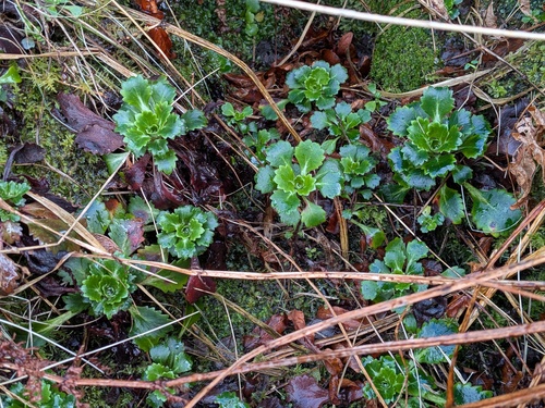St Patrick's-cabbage (Saxifraga spathularis)