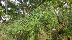 Lespedeza cyrtobotrya