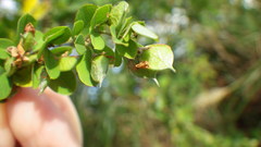 Lespedeza cyrtobotrya