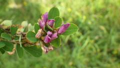 Lespedeza cyrtobotrya