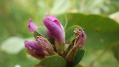Lespedeza cyrtobotrya