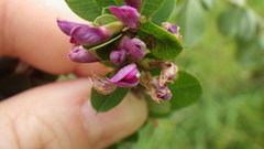 Lespedeza cyrtobotrya