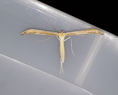 Hellinsia glaphyrotes