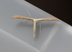 Hellinsia glaphyrotes