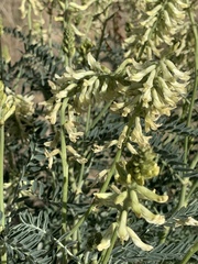 Astragalus oxyphysus