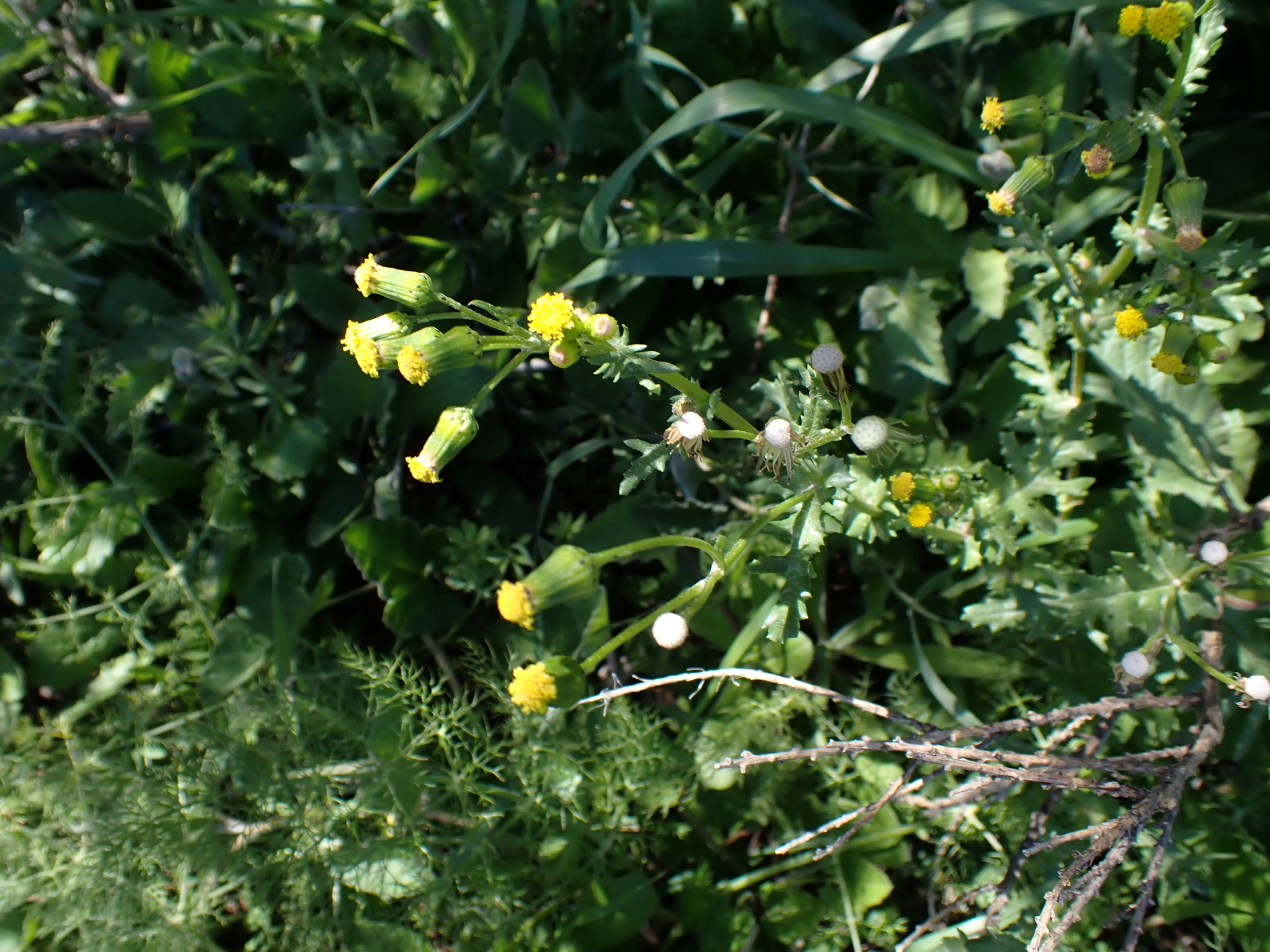Senecio común