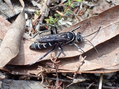 Turneromyia