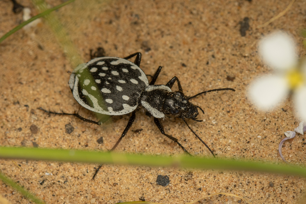 Graphipterus multiguttatus