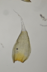 Hedwigia stellata