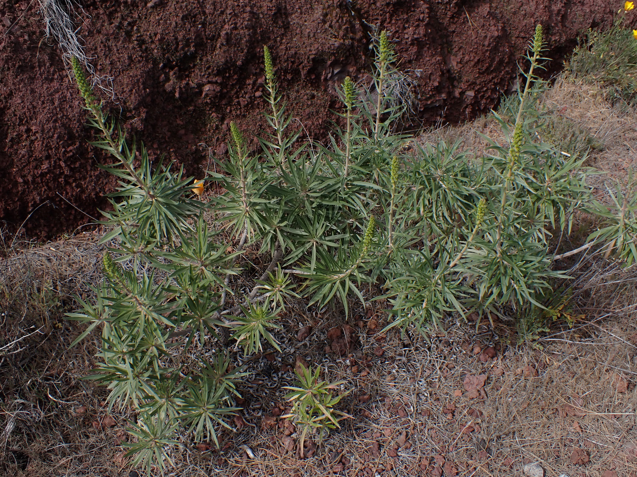Echium virescens