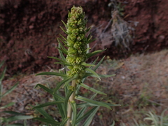 Echium virescens, photograph (c) Andreas Taeger, some rights reserved (CC BY)