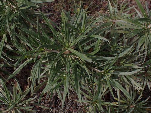 Echium virescens, photograph 6