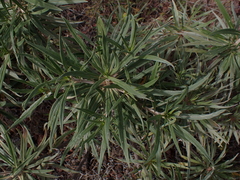 Echium virescens, photograph (c) Andreas Taeger, some rights reserved (CC BY)