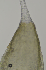 Hedwigia stellata
