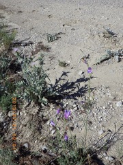 Penstemon comarrhenus